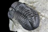 Detailed Gerastos Trilobite Fossil - Morocco #145762-3